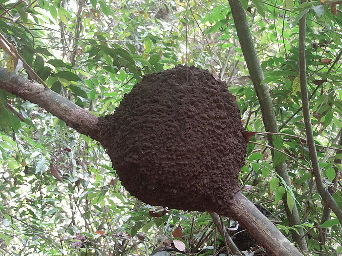 Termitennest in Honduras