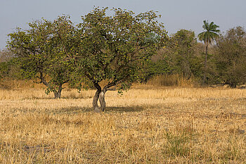 Savanne in Gambia