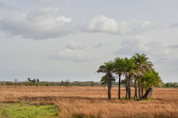 Landschaft in Guinea-Bissau Guinea-Bissau Landschaft