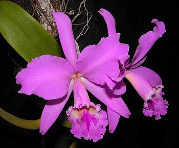 Cattleya labiata