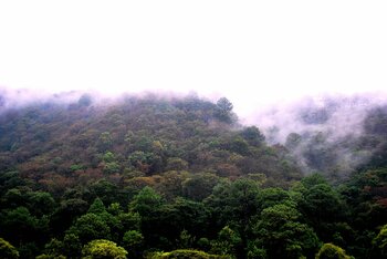 Nebelwald in Guatemala