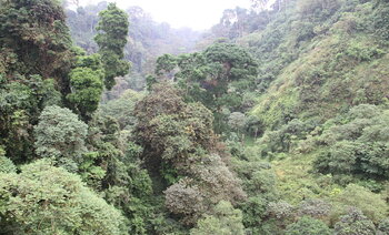 Natur in Äuatorialguinea