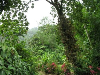 Flora Fauna Dominica