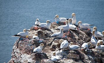 Basstölpel auf Helgoland