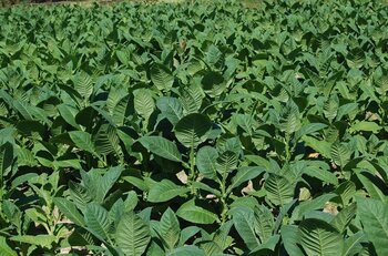 Landwirtschaft: Tabakfeld auf Kuba