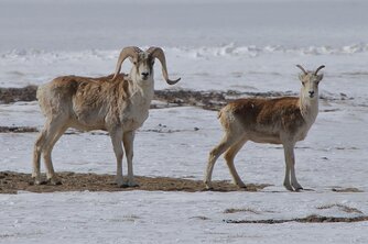 Argali: Marco-Polo-Schaf