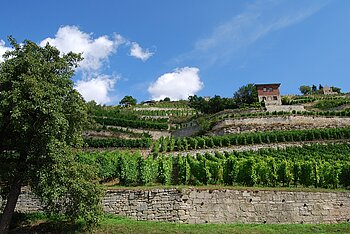 Weinberg in der Saale-Unstrut-Region