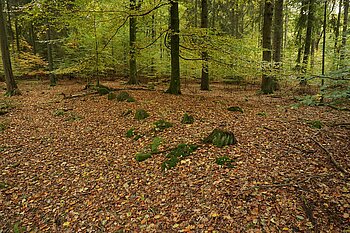 Hünenbett im Sachsenwald