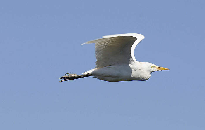 Fliegender Kuhreiher in Gambia