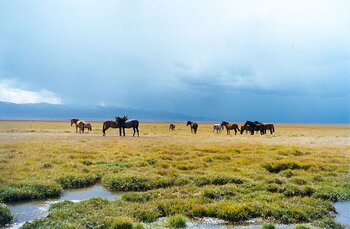 Landschaft mit Pferden in Kirgistan