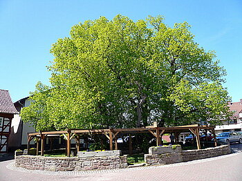 ältester Baum in Hessen