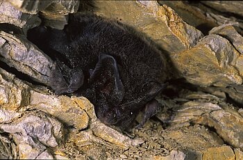 Mopsfledermaus