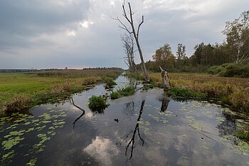 Moor am Federsee