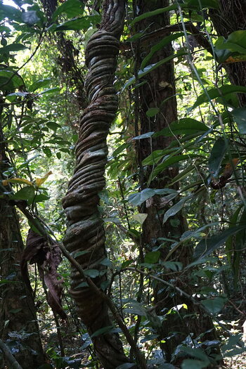 Wald in der Elfenbeinküste