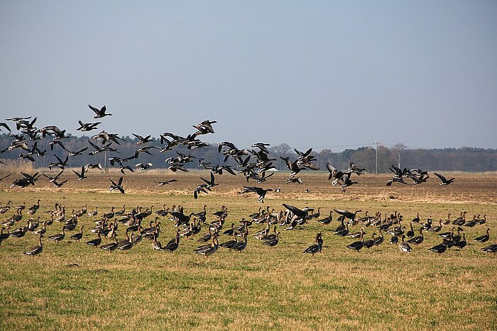 Gänse in Sachsen-Anhalt