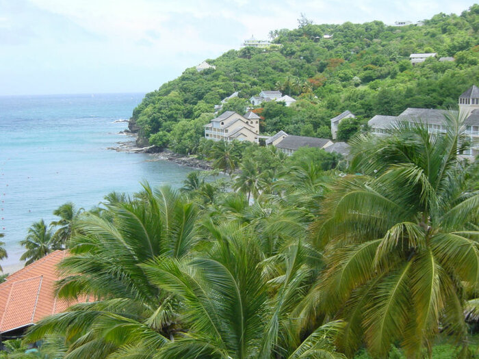 Palmen in St. Lucia