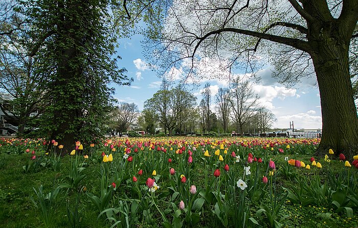 Tulpen in Tegel