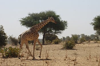 Klimadiagramm Auswertung