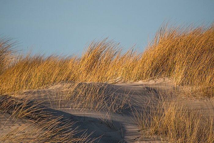 Dünen an der Nordsee