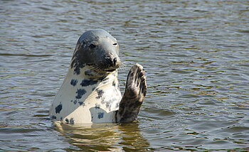 Tiere in Irland Kegelrobbe