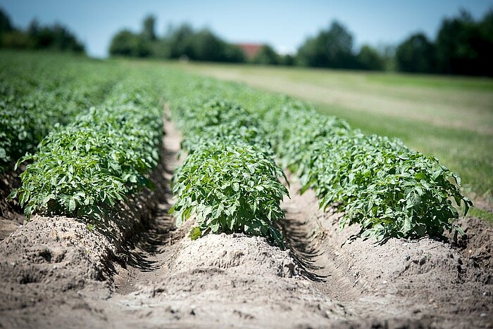 Niedersachsen Anbau Kartoffeln