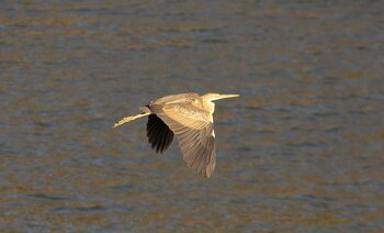 Vögel in Kap Verde: Purpurreiher