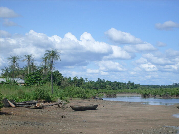 Mangroven in der Region Biombo