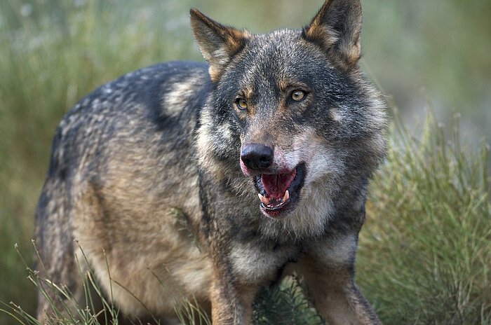 Wolf in Portugal