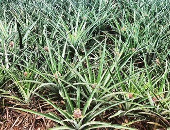 Ananasanbau in Costa Rica