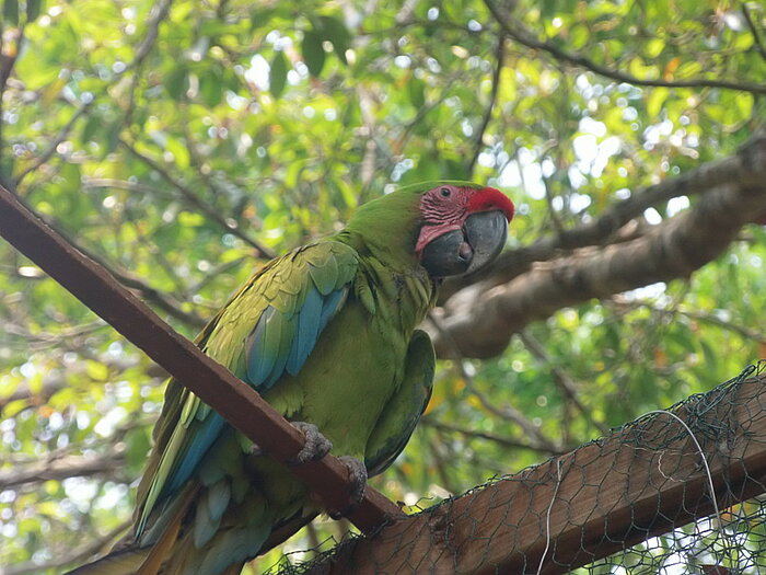 Grüner Ara in Honduras