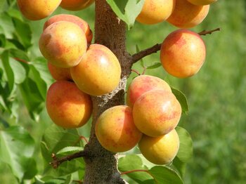 Aprikosen in Kirgisistan