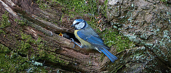 Blaumeise bei Fütterung im Duvenstedter Brook