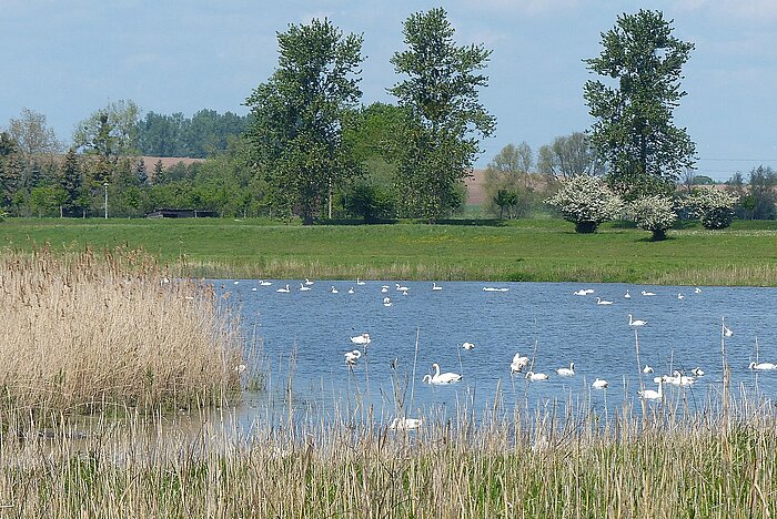 Höckerschwäne auf der Lostauer Alten Elbe