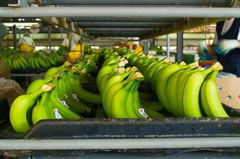 Bananenverpackung in Honduras
