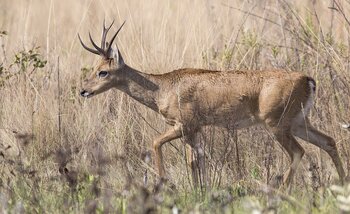 Pampashirsch in Brasilien