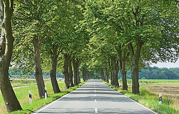 Allee in Heiligendamm