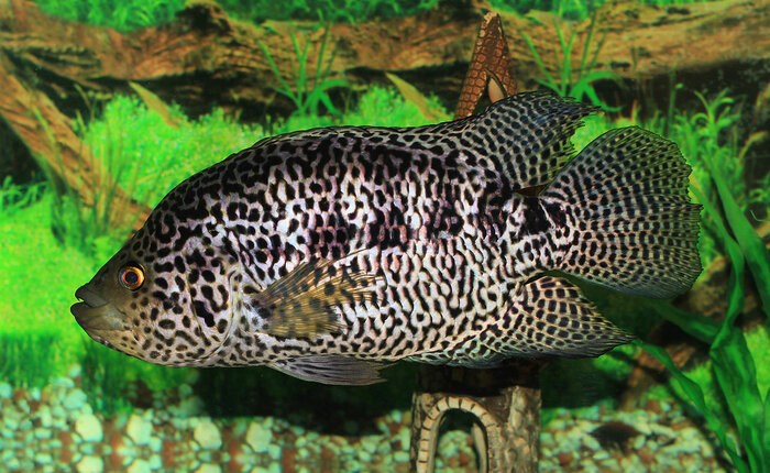 Buntbarsch Parachromis manguensis