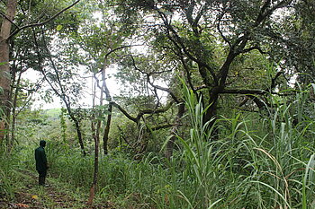 Outamba-Kilimi-Nationalpark