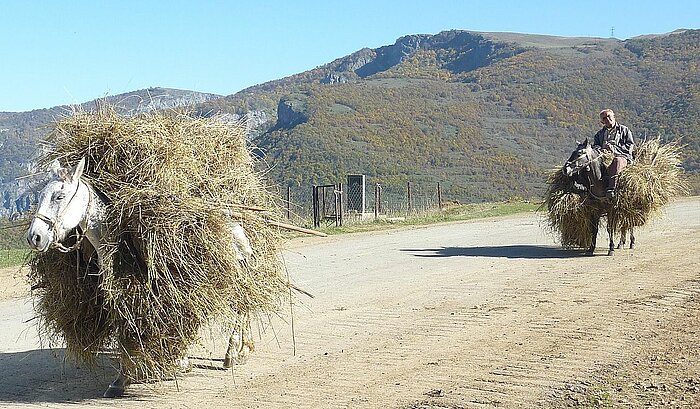 Esel in Armenien