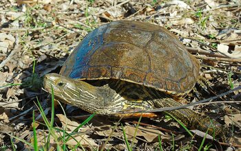 Reptilien in Aserbaidschan: Schildkröte