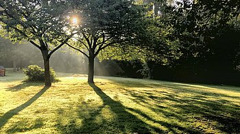 Wald in Hamburg