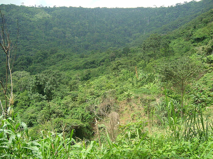 Regenwald in Ghana