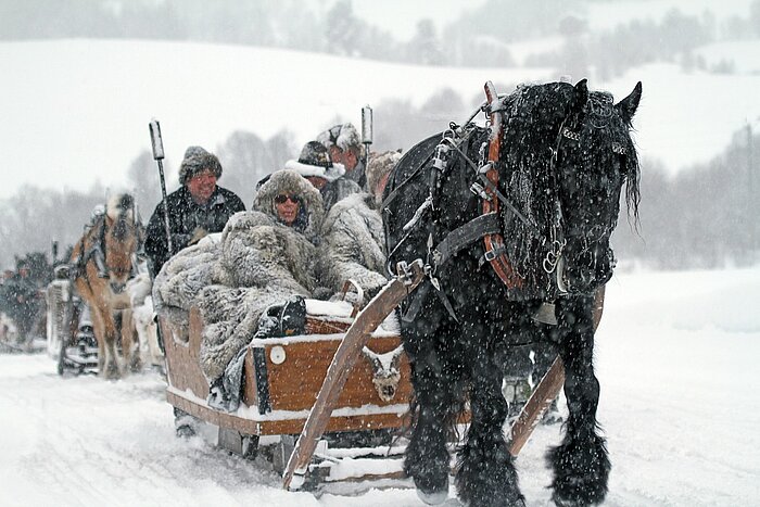 Pferdeschlitten in Norwegen