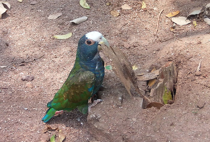 Amazone in Honduras