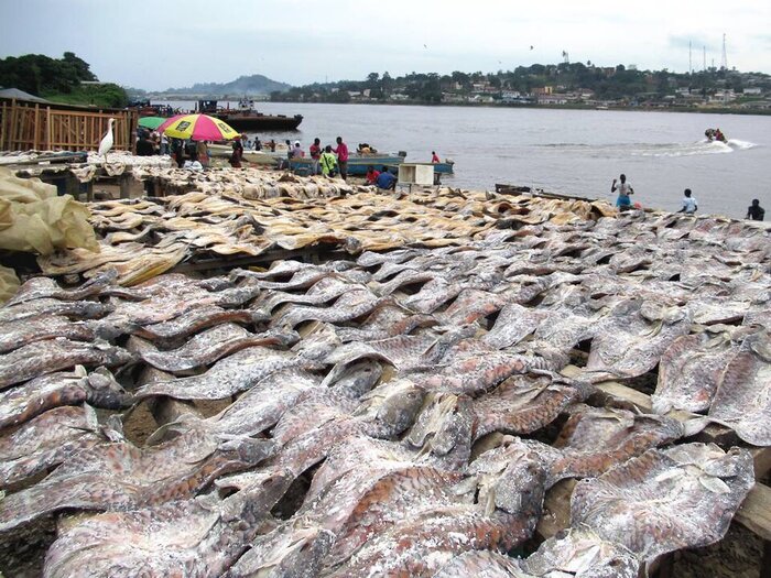 Trockenfisch in Lambarene, Gabun Fisch trocknet in Gabun