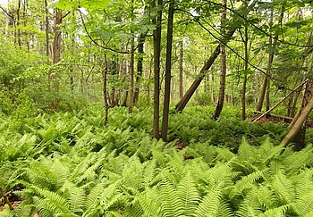 Naturschutzgebiet Raakmoor