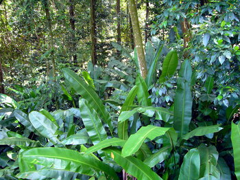 Regenwald in St. Lucia