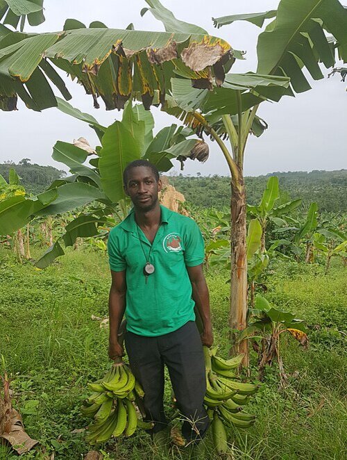 Bananenernte in der Elfenbeinküste Elfenbeinküste: Bananenernte