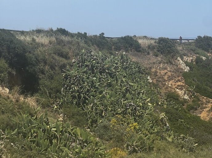 Kakteen in Portugal