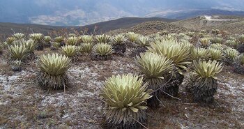 Schopfrosetten in Venezuela